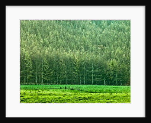 Forest edge by Assaf Frank